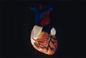 Read "A Cardiologist Talks Heart Health"